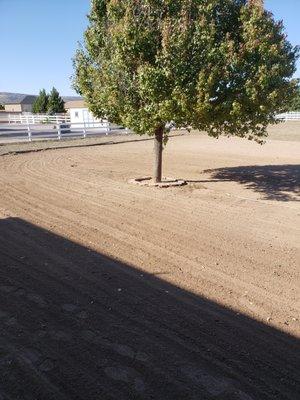 Lot clearing, this yard was littered in weeds and shrubs