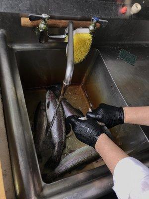 Cleaning of the fish