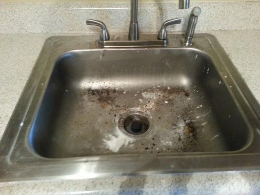 I walked into my apartment for the first time and saw this in the sink.