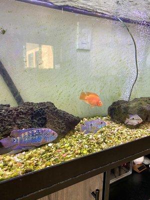 Jack Dempsey, Green Terror (Gold Saum), Orange Parrot, and Firemouth