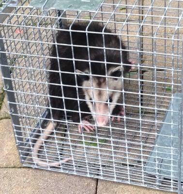 Opossum Animal Removal