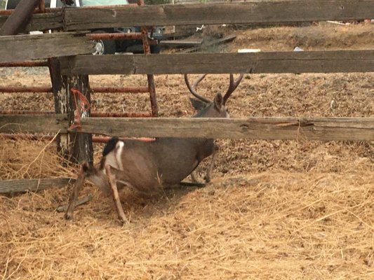 Black tail buck pulls a Peter Rabbit