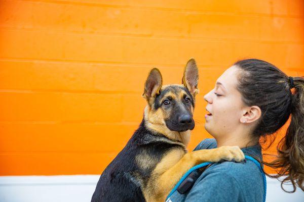 Bay Rivers Puppy German Shepard