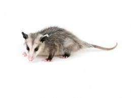 Animal Removal, Animal Control, Wildlife Removal, Racoon Removal, Pest Removal