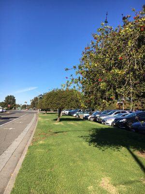 The eucalyptus trees at Butterfly Walks...