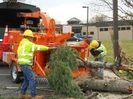 Emergency tree removal