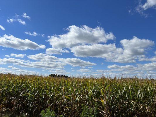 View from the tractor ride.  fields