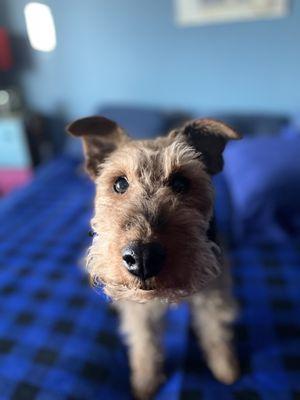 Bryn the Welsh Terrier who likes our Southern Exposure windows