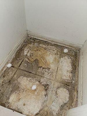 Mold Removal and Detection Services in Orlando, FL