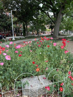 Lots of flowers this spring!