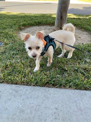 Puppy's new hair cut