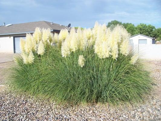 To cover a large area add Stone and a low up keep.                    (Pompous Grass)