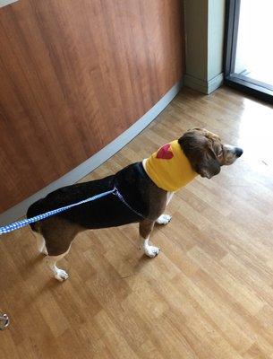 Jarvis with the cutest neck cast. He recovered quick and was a happy beagle! Thank you Rosemont Team!