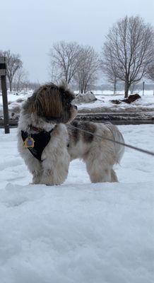 Stella with "the puppy cut".