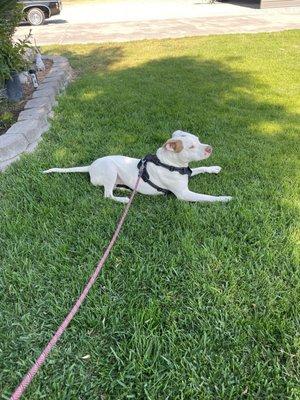 Getting a bit of shade