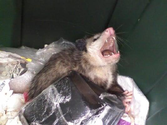 Removing opossums from trash cans