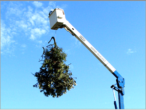 John's Professional Tree Care