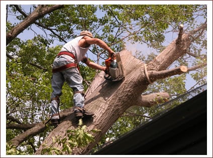 Tree Removal Claremore OK