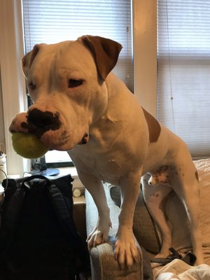 Stoney ready to play after a walk