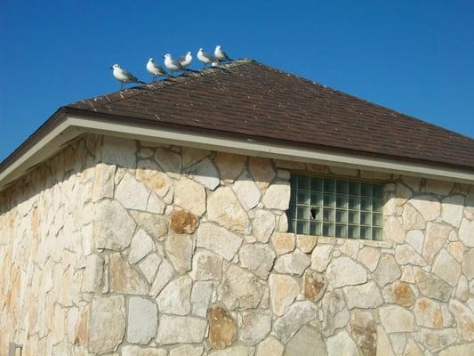 Seagulls atop the restroom roof.