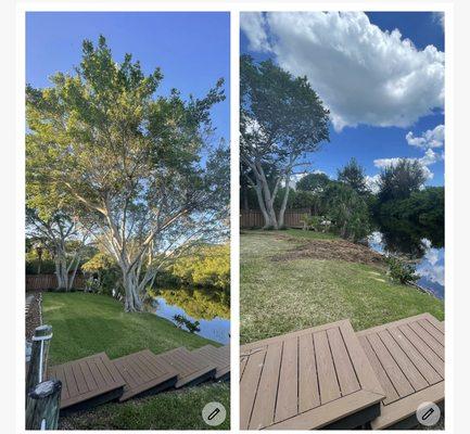 Before and After, the clean up you can expect from LAMB TREE CARE