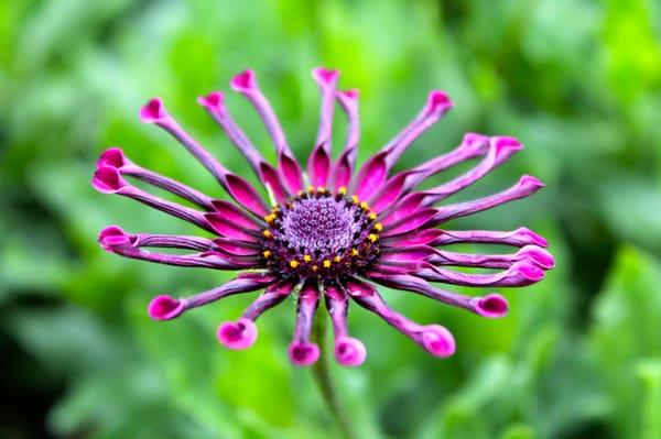 Osteospermum daisies