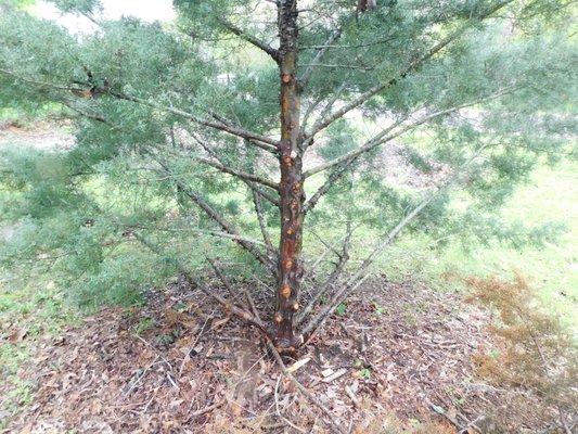 Arizona Cypress on West side of meter