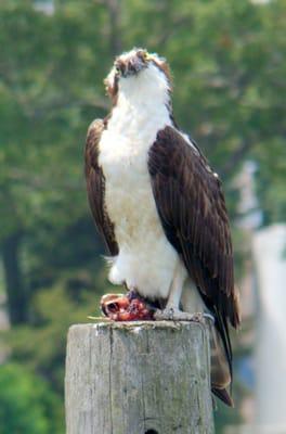 Osprey with a fresh catch on dock at the Dering Harbor