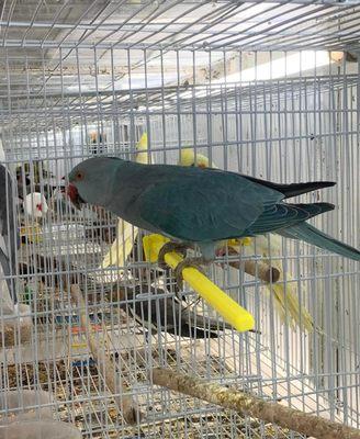 Indian ringnecks female