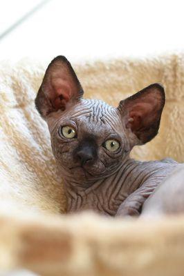 sphynx kitten