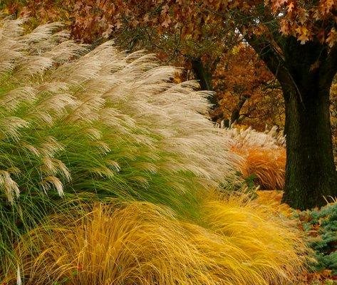 Ornamental Grasses.  Congerville, IL