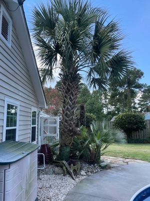 Palm tree pruning