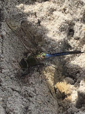 Dragonfly that liked our shade