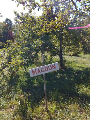 Trees are clearly marked with variety of apple. Lots of old trees zmd lots of new trees too. All super full of apples!