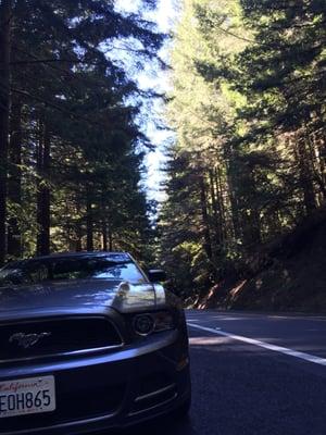 Muscling my way through the winding road along towering redwoods in Highway 20