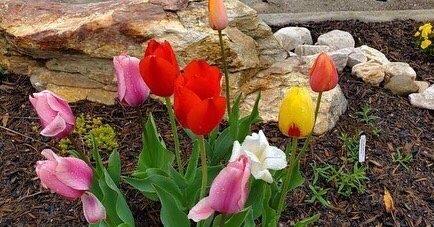 Beautiful tulips blooming outside their establishment