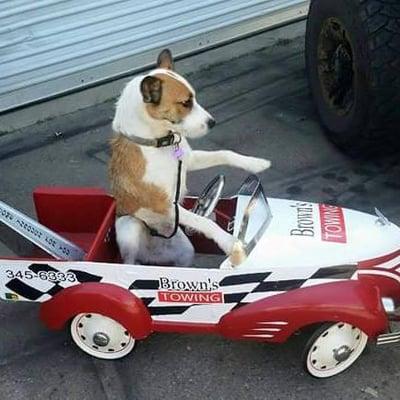 Our buddy Chucky riding in a custom made Brown's Towing toy truck.