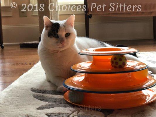 Choices Pet Sitters