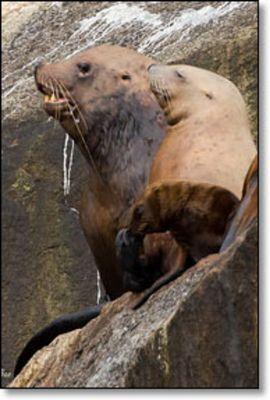 Steller Sea Lion.