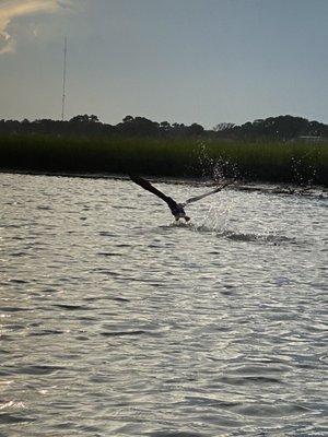 Bird in flight