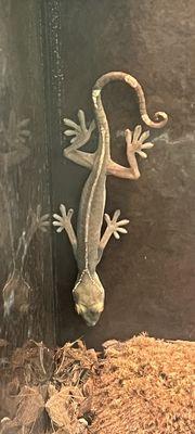 Freddy's Reptiles 1729 East Charleston Blvd. Suite E 1/12/2024 Gecko