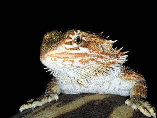 Lizzie the lizard aka Bearded Dragon!