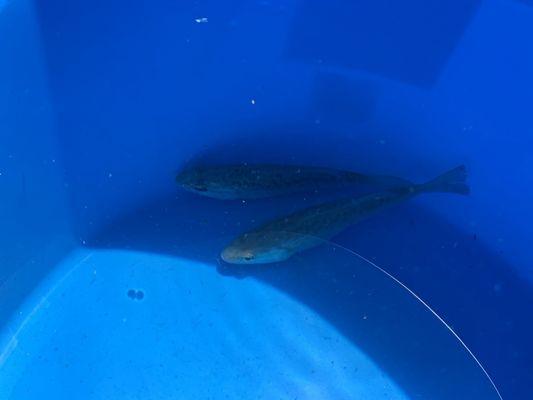 Thor and Banner, Large Mouth Bass