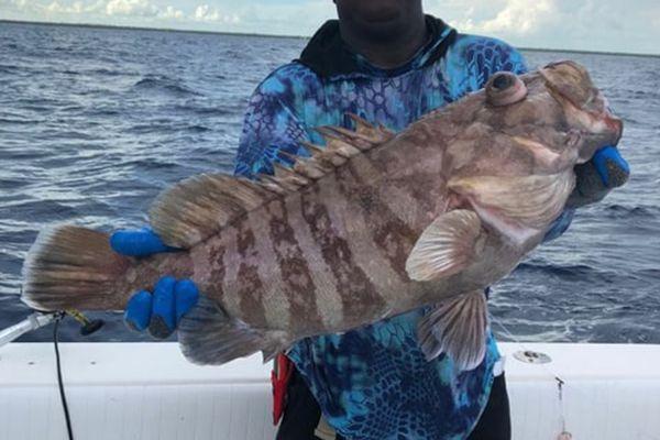 Grouper, Sebastian Inlet Charters