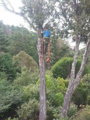 I will do whatever is needed to get any tree job done. Including climbing!