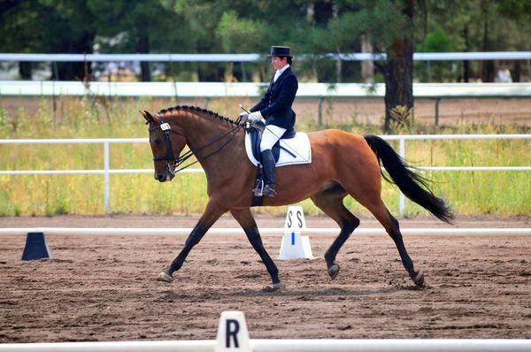 Dressage training