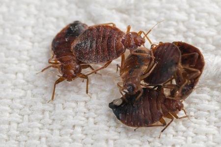 Bedbugs