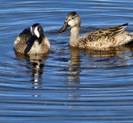 Pair of blue-winged teal