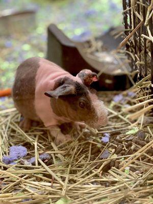 Skinny Pig! So ugly it's cute.