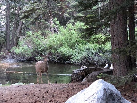 Deer sighting at our campsite